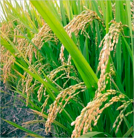 Basmati Rice Plant