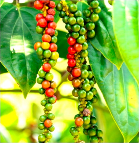 Black Pepper Plant